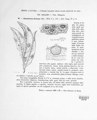 Phyllosticta persicae image